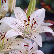 Hybrid Lily 'Sterling Star'